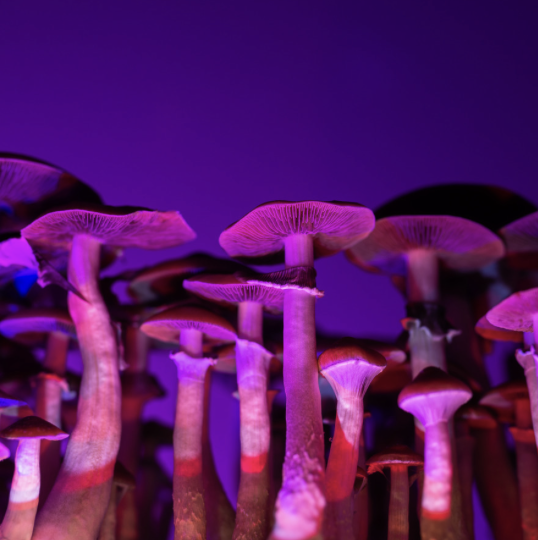 A cluster of psychedelic mushrooms, symbolizing the potential of micro dosing for personal growth and well-being.