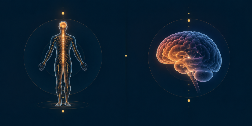 nervous system regulation